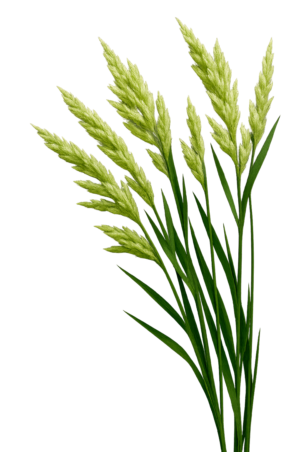 trawka