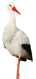trawka